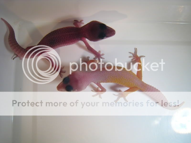 03-07-09-0903010011.jpg