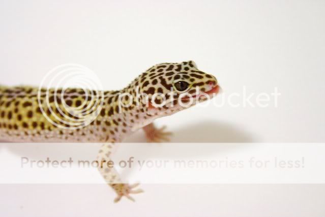 Leopard_Gecko_II_by_thewolvencan-2.jpg