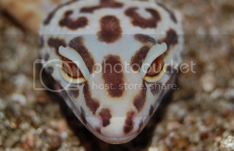 eyes8.jpg