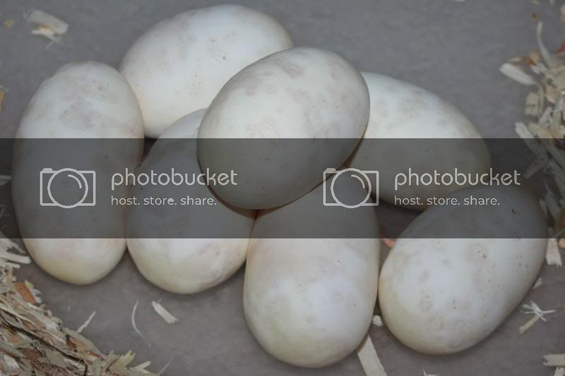 eggs.jpg