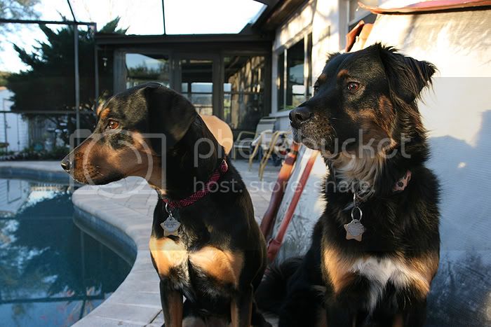 dogzfeb8.jpg