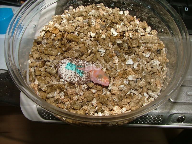 GeckoHatch08001.jpg