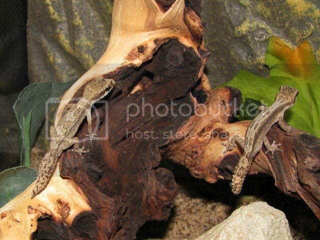Pandro_zps1605d606.jpg