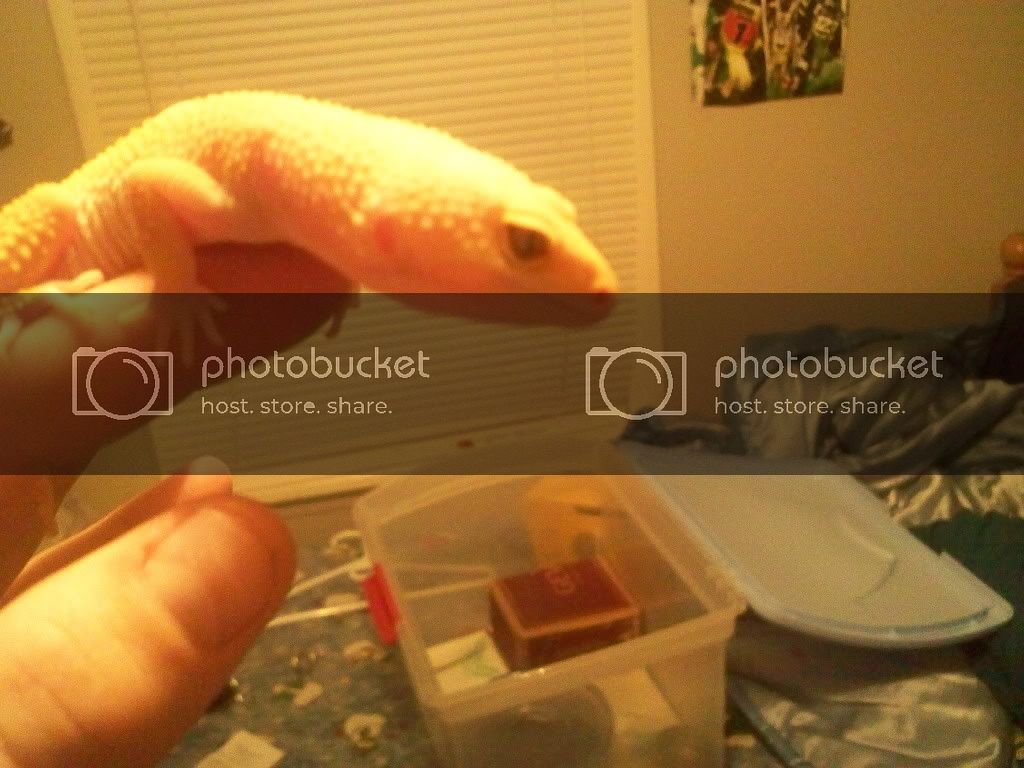 leopardgecko14.jpg