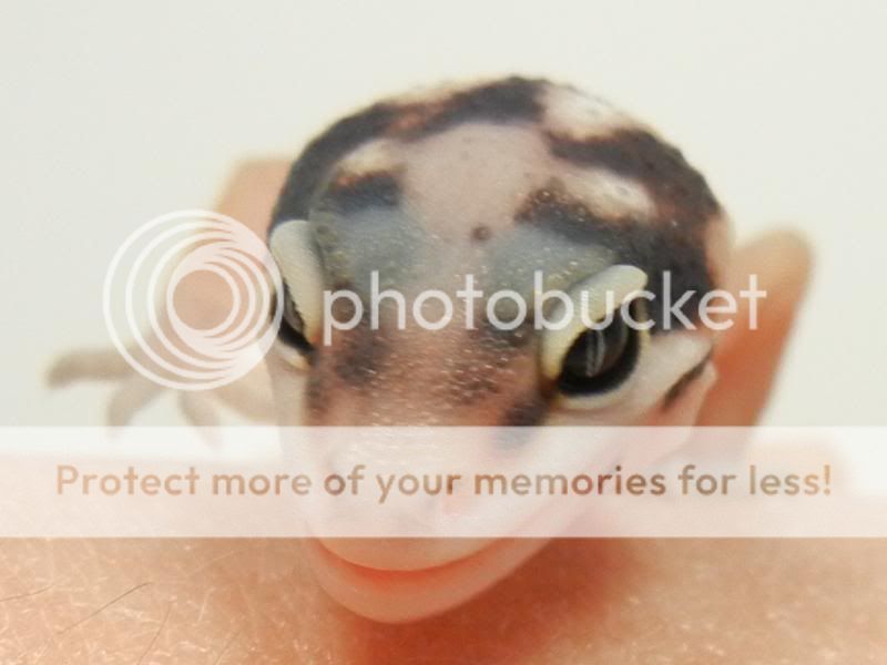 GeckosAugust2011052.jpg