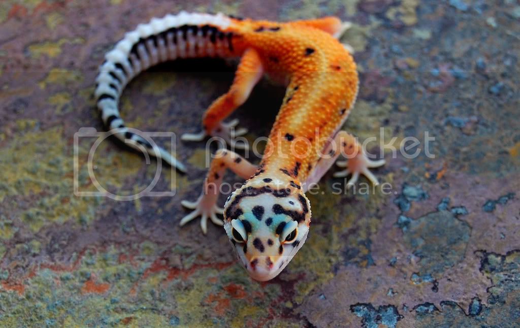 spykerherpsMay.jpg