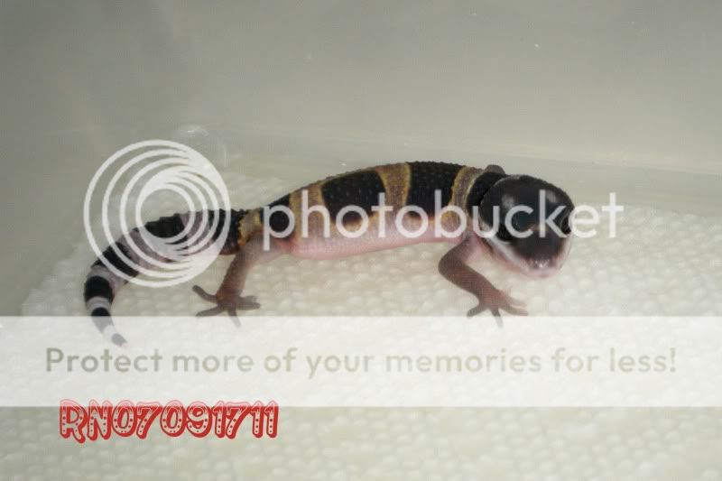 DSCF1131.jpg