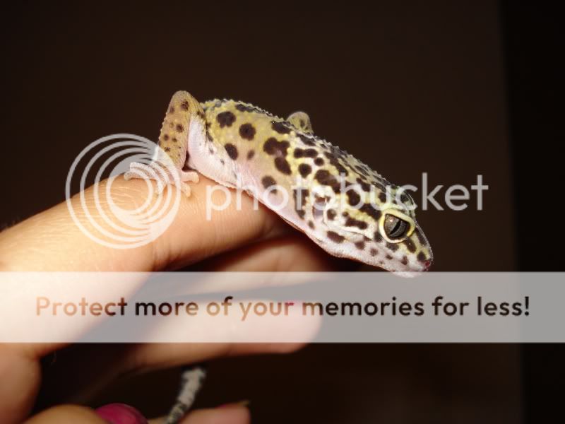gecko923.jpg