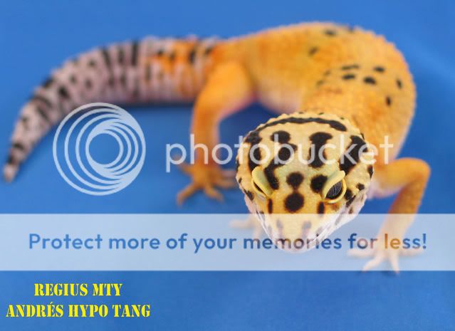 GeckosCol6.jpg