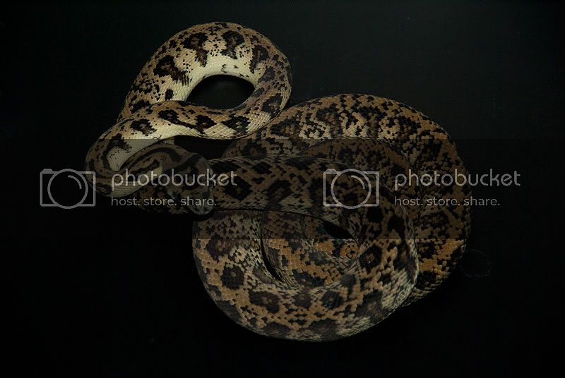 jag-het-albino-body-fresh-shed-012712.jpg