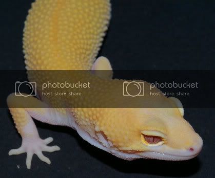 geckos0030011.jpg