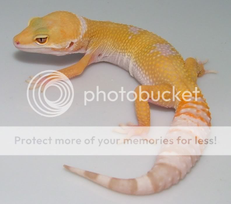 GeckoHatchlings07133.jpg