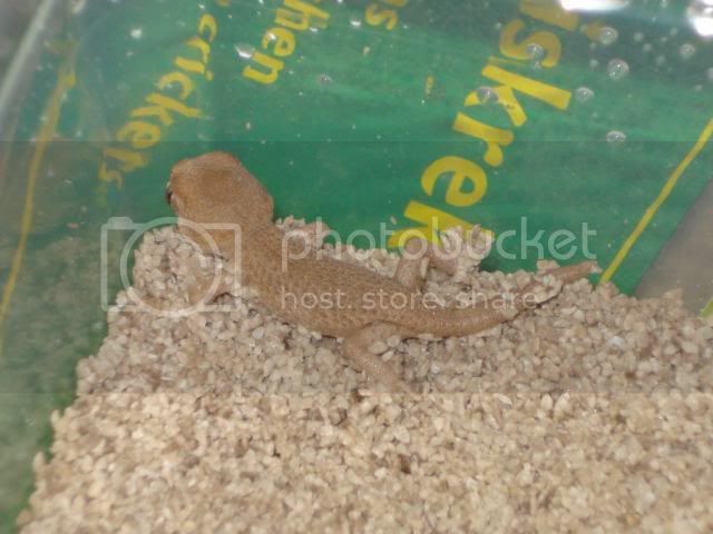 geckoniaenparoedura016.jpg