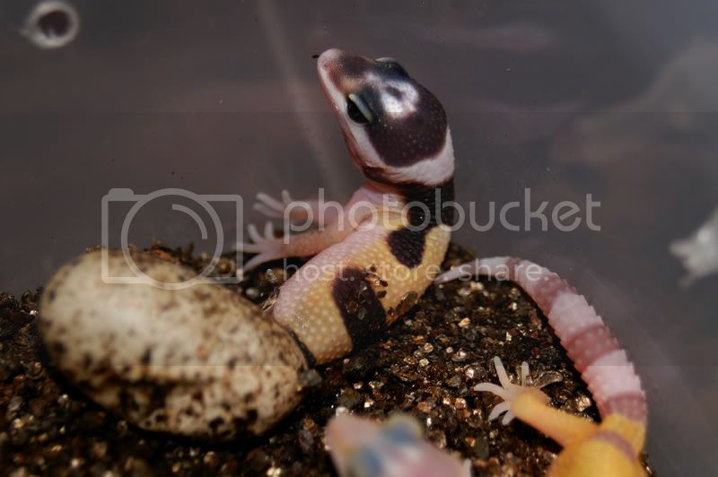 Birth.jpg