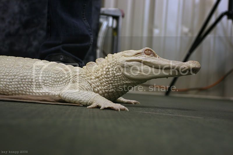 repticon7.jpg