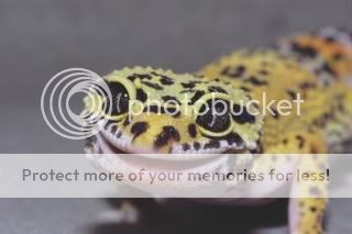 leopardgecko.jpg