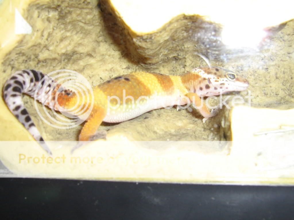 Geckos015.jpg