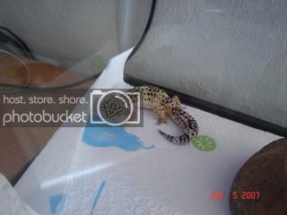 gecko3003.jpg