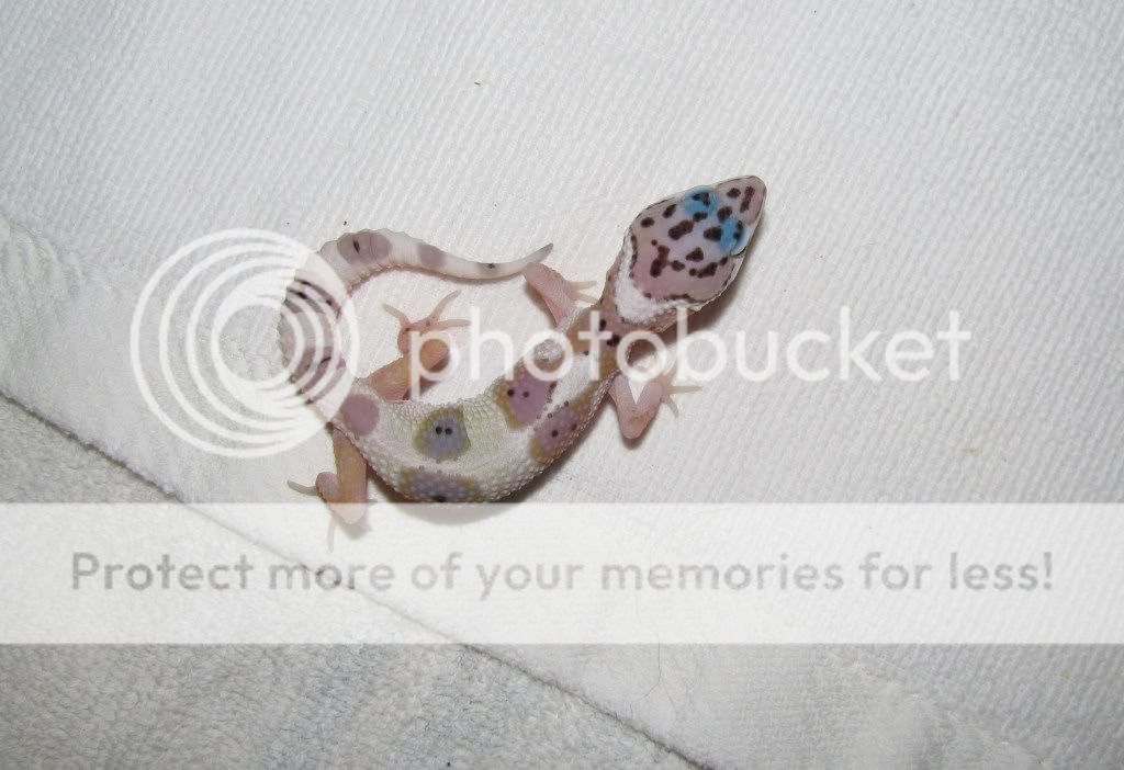 bebegeckos041.jpg