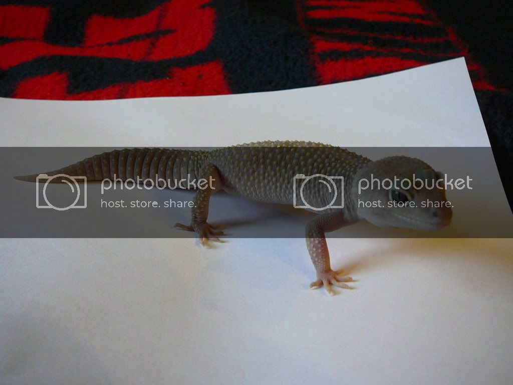 Geckos006.jpg