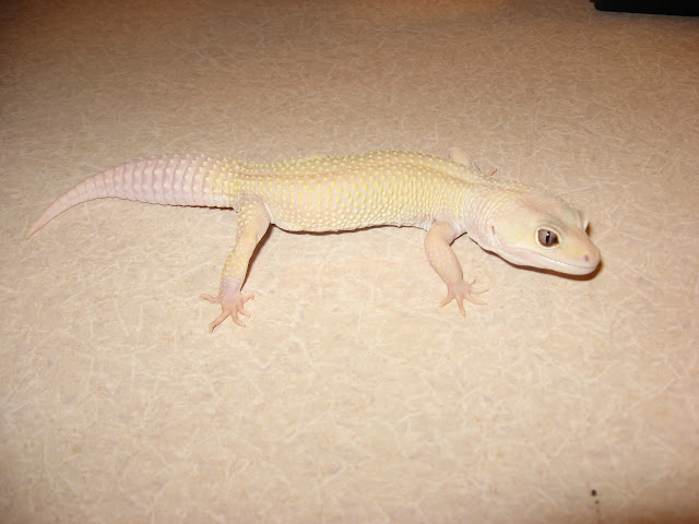gecko%20006.jpg
