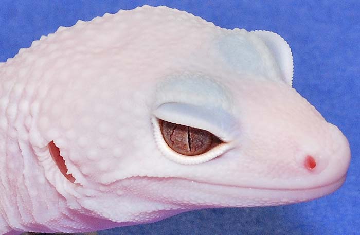 trbb08_1eye2.jpg