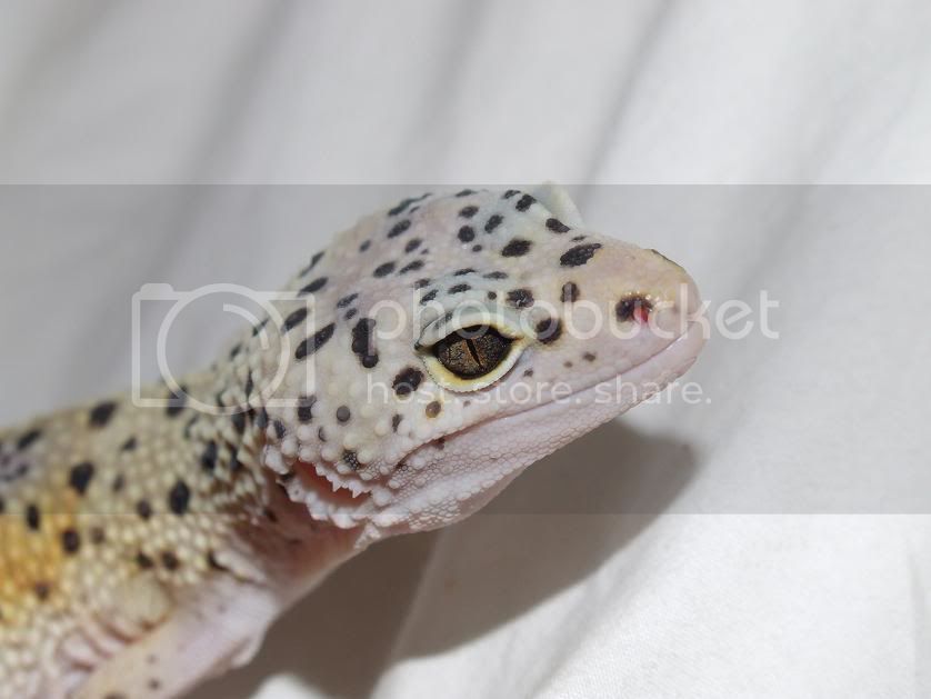 jackaroo.jpg