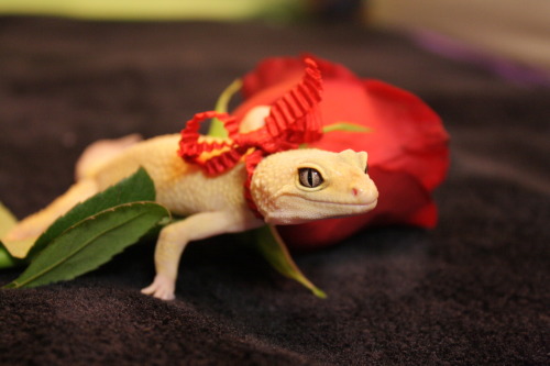 tumblr_lzgyl6tsRx1r39a9do1_500.jpg