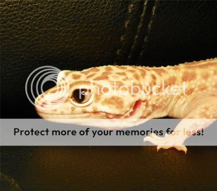 geckos031.jpg