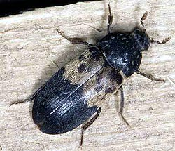 larder-beetle.jpg