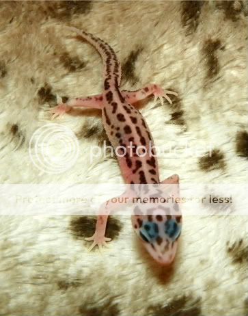 EasterGeckos073.jpg