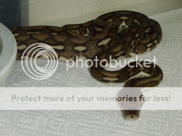 newsnakes2012.jpg