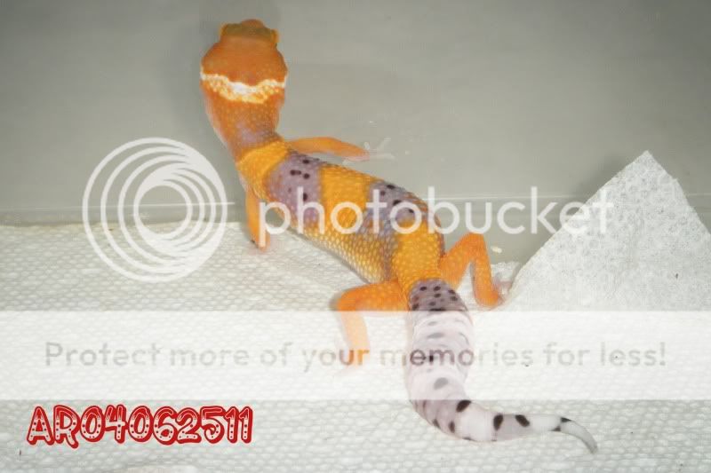 DSCF0325.jpg