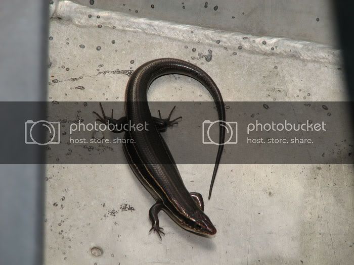 skink2.jpg