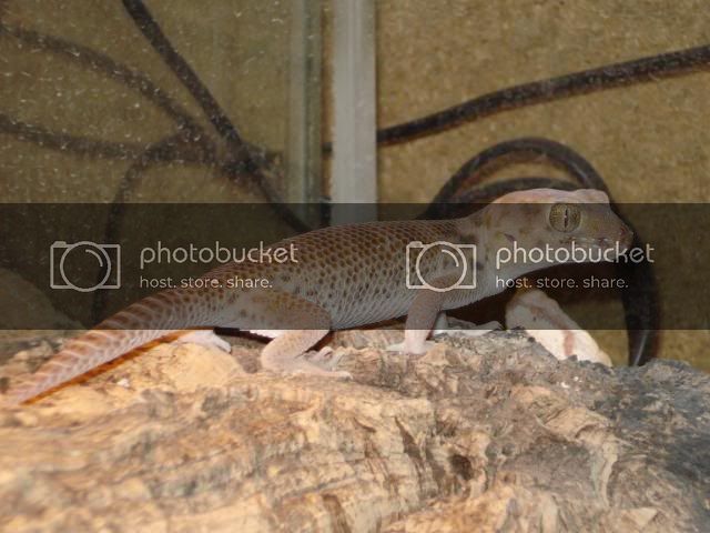 geckoniaenparoedura108.jpg