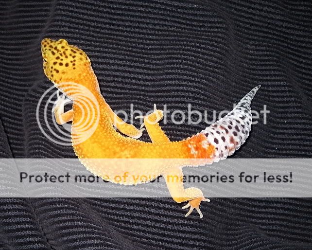 geckos005.jpg