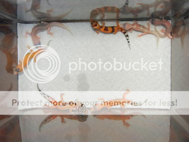 GeckosMay2011098.jpg