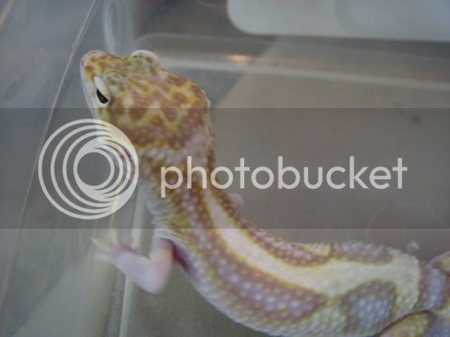 gemraptor002.jpg