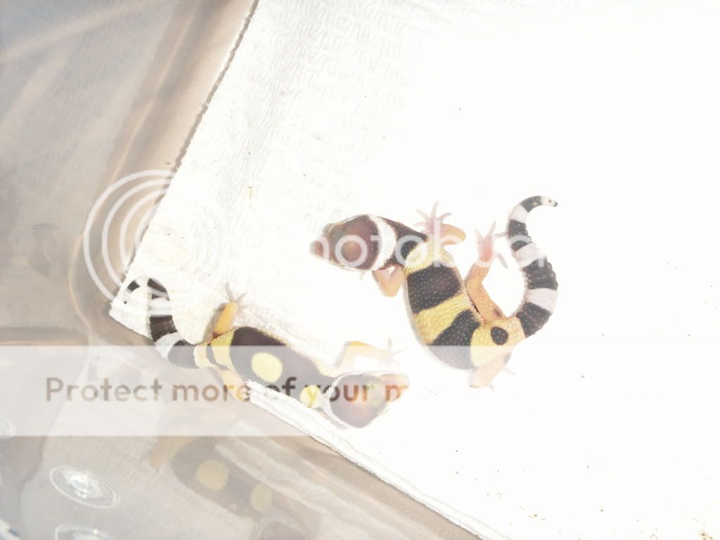 PICT0237.jpg