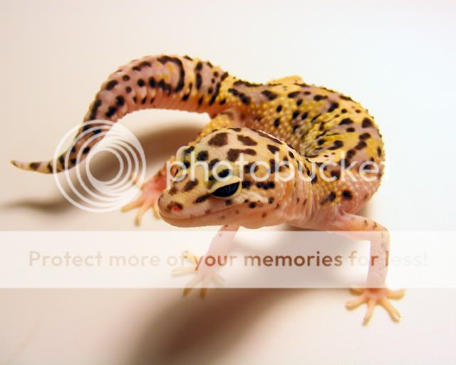 geckoslighttest064.jpg