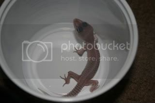geckos061.jpg