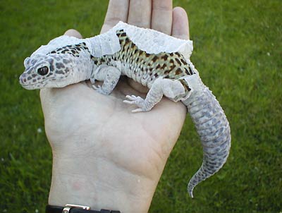 leopardgeckoshedding.jpg