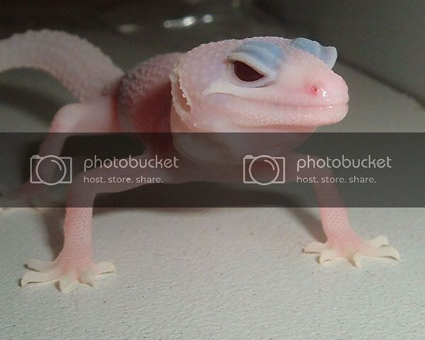 pinkREDeyes.jpg