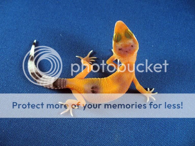 TangEnigma1.jpg