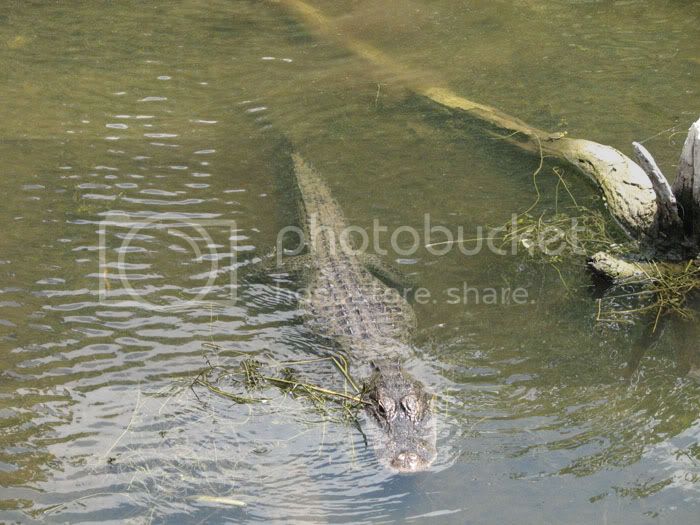bigalligator.jpg