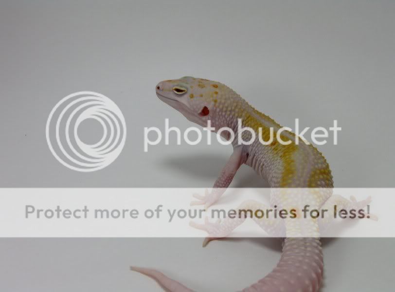 Leopardgeckos406-1.jpg