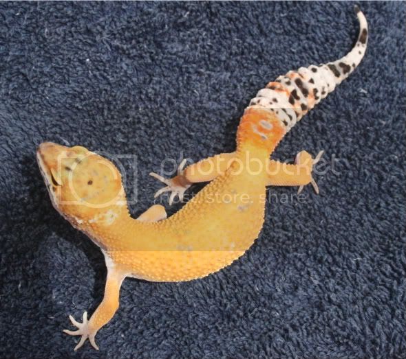 geckos082-1.jpg