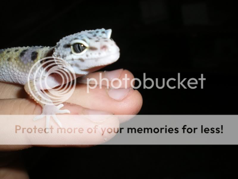 geckoshamm004.jpg