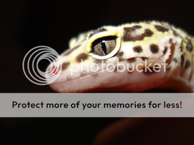 gecko912.jpg