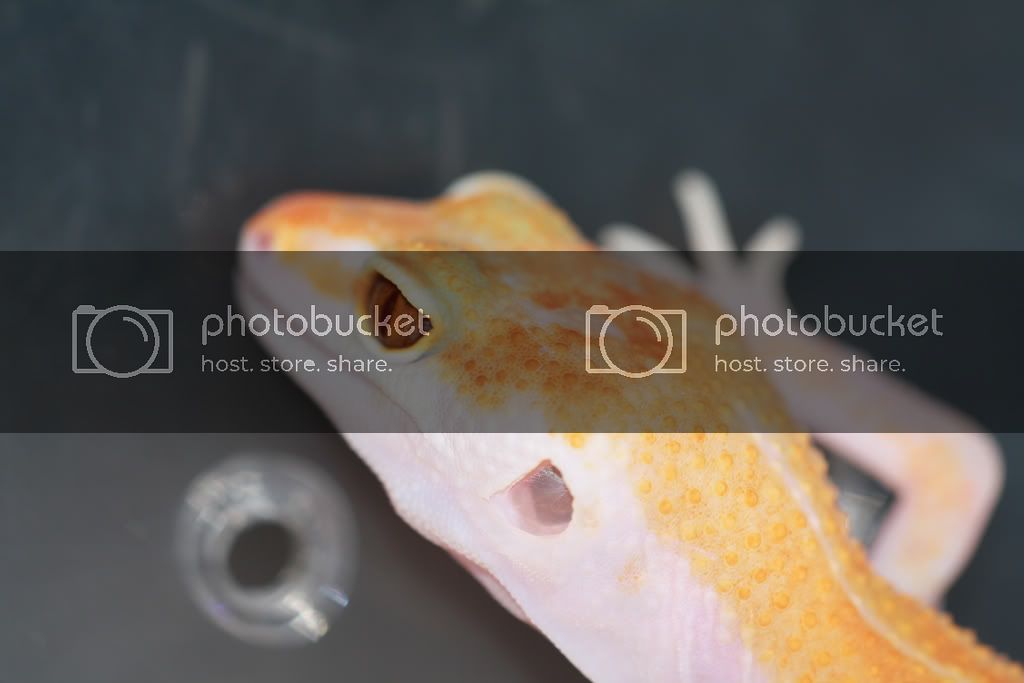 geckos-145.jpg